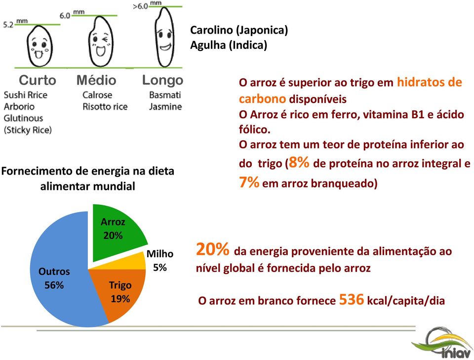 O arroz tem um teor de proteína inferior ao do trigo (8% de proteína no arroz integral e 7% em arroz branqueado) Outros 56%