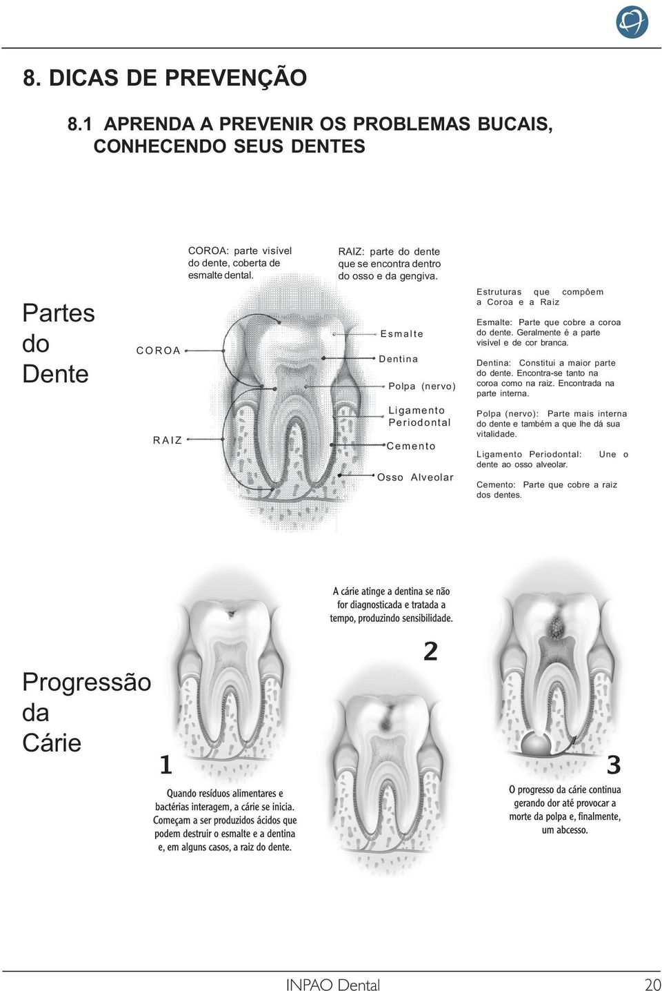 E s m a l t e Dentina Polpa (nervo) Ligamento Periodontal Cemento Osso Alveolar Estruturas que compôem a Coroa e a Raiz Esmalte: Parte que cobre a coroa do dente.