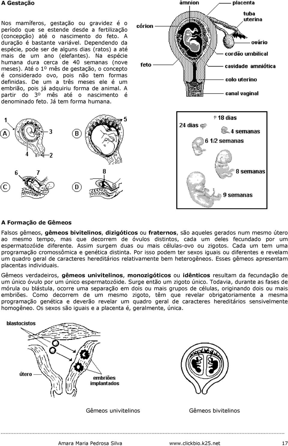 Até o 1º mês de gestação, o concepto é considerado ovo, pois não tem formas definidas. De um a três meses ele é um embrião, pois já adquiriu forma de animal.