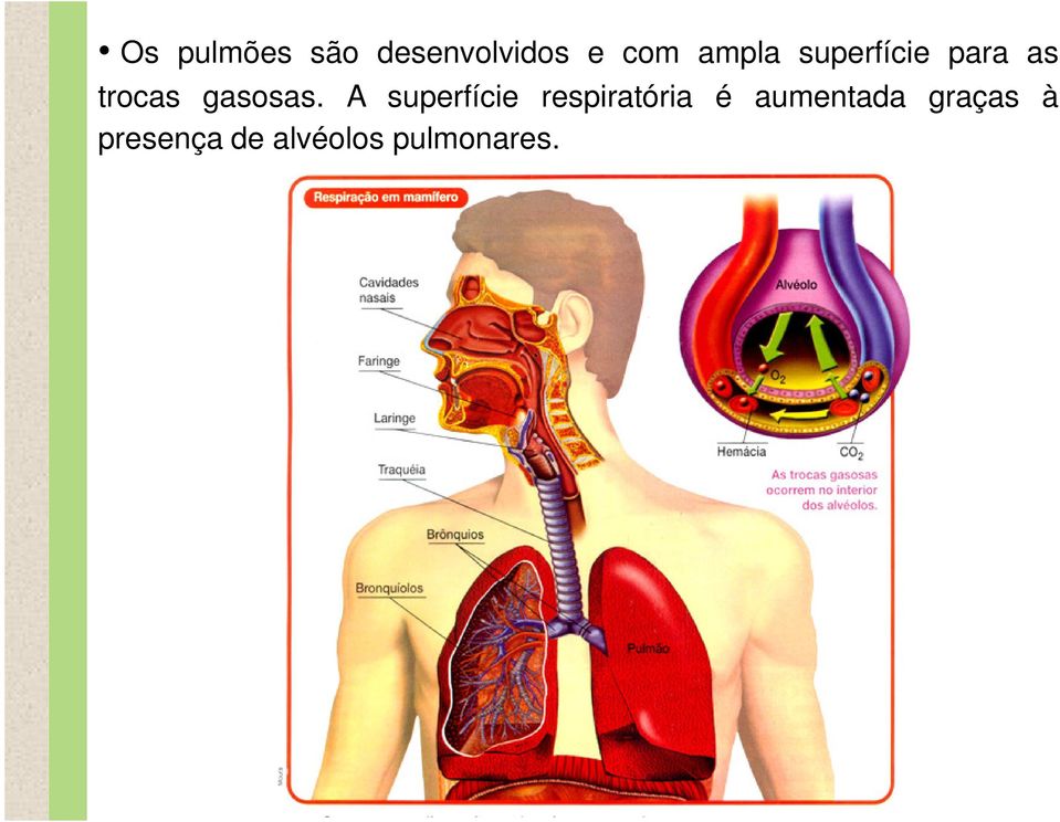 gasosas.