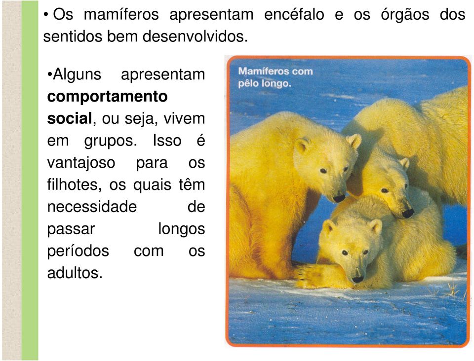 Alguns apresentam comportamento social, ou seja, vivem em