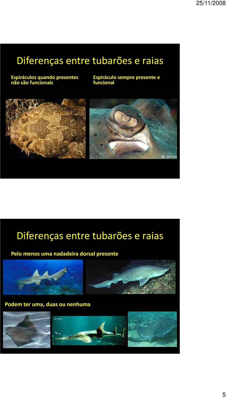 e funcional Diferenças entre tubarões e raias Pelo menos