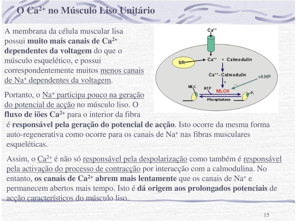 O fluxo de iões Ca 2+ para o interior da fibra é responsável pela geração do potencial de acção.