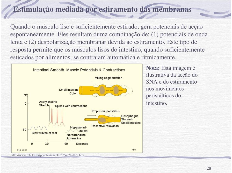 Este tipo de resposta permite que os músculos lisos do intestino, quando suficientemente esticados por alimentos, se contraiam automática e