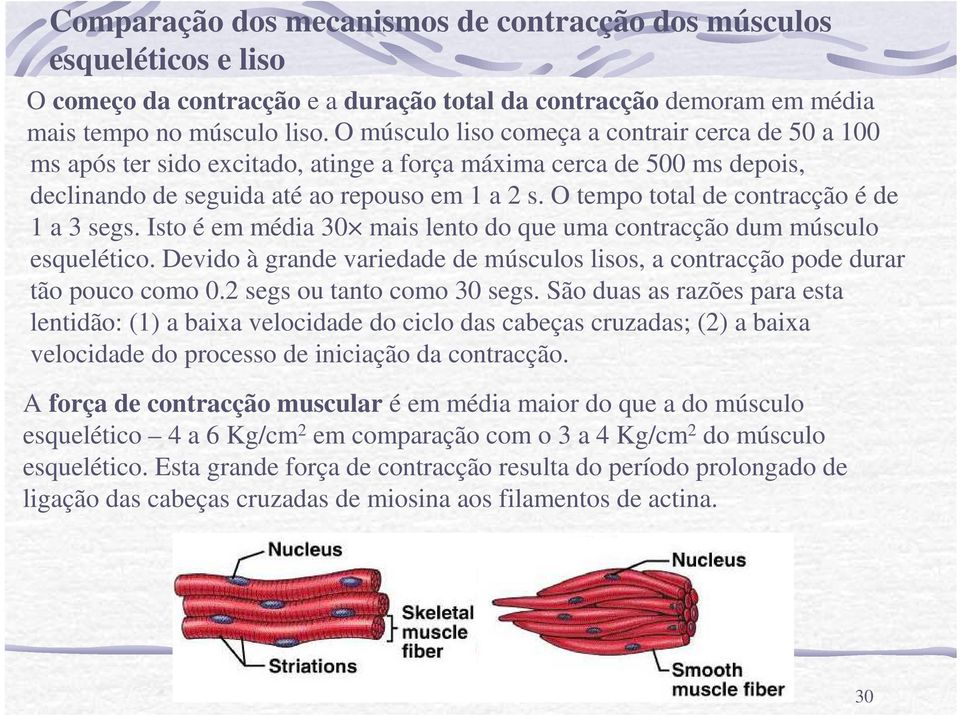 O tempo total de contracção é de 1 a 3 segs. Isto é em média 30 mais lento do que uma contracção dum músculo esquelético.