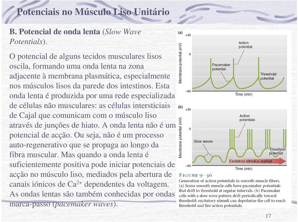 Esta onda lenta é produzida por uma rede especializada de células não musculares: as células intersticiais de Cajal que comunicam com o músculo liso através de junções de hiato.