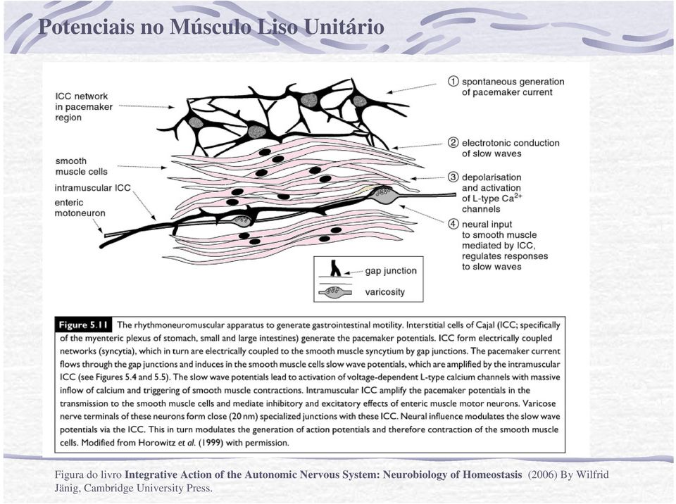 Nervous System: Neurobiology of Homeostasis