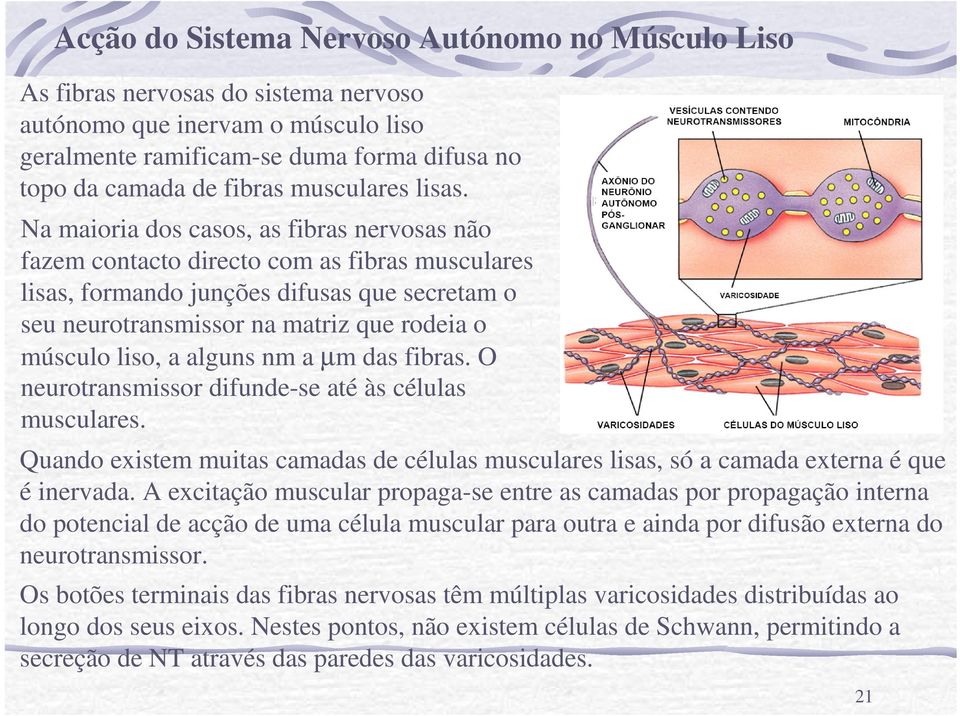 Na maioria dos casos, as fibras nervosas não fazem contacto directo com as fibras musculares lisas, formando junções difusas que secretam o seu neurotransmissor na matriz que rodeia o músculo liso, a