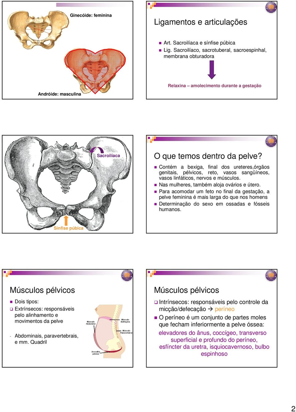 Contém a bexiga, final dos ureteres,órgãos genitais, pélvicos, reto, vasos sangüíneos, vasos linfáticos, nervos e músculos. Nas mulheres, também aloja ovários e útero.