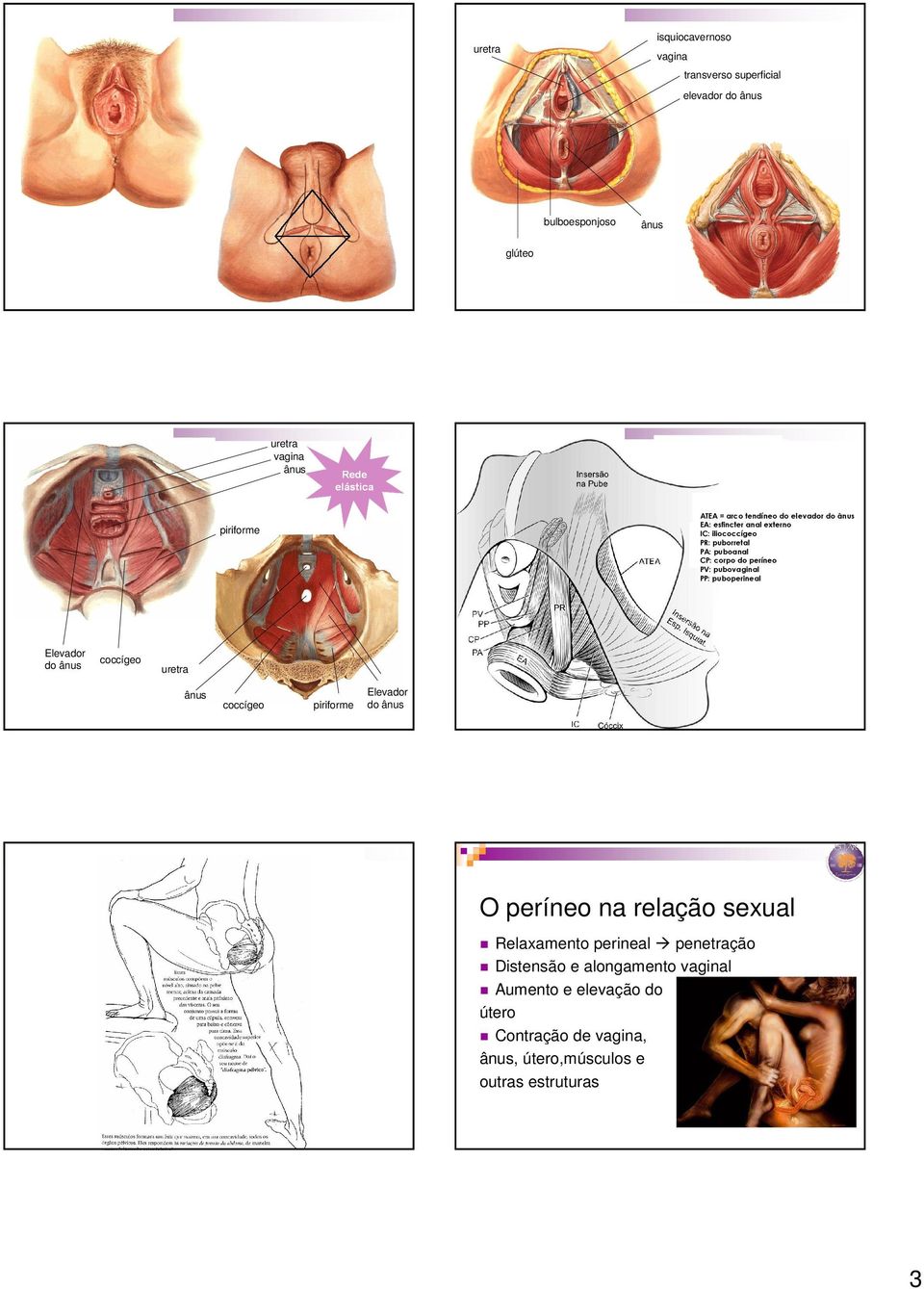 PP: puboperineal Elevador do ânus coccígeo uretra ânus coccígeo piriforme Elevador do ânus O períneo na relação sexual Relaxamento