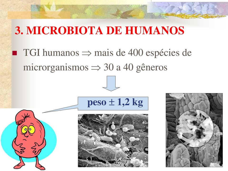 espécies de