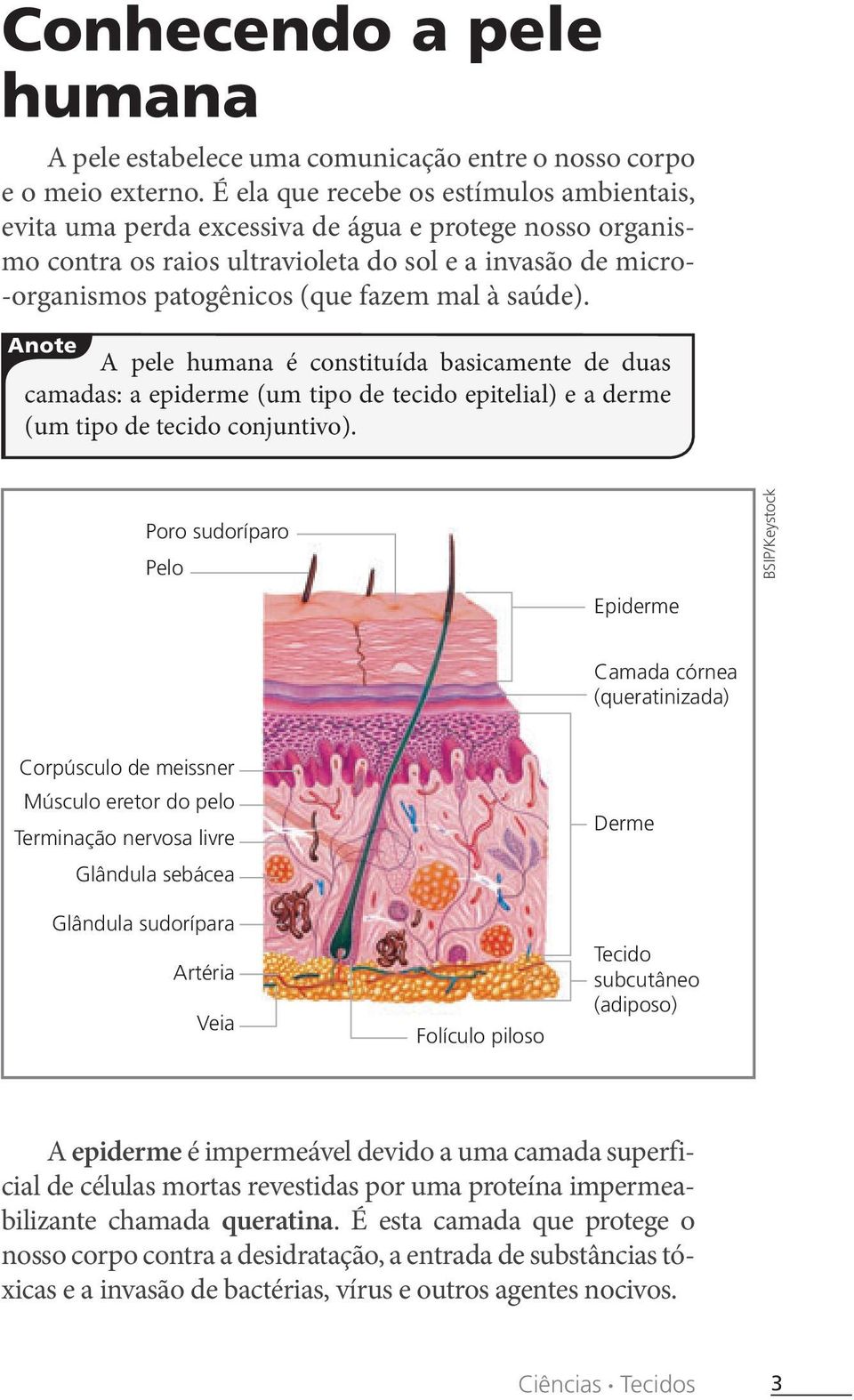 à saúde). Anote A pele humana é constituída basicamente de duas camadas: a epiderme (um tipo de tecido epitelial) e a derme (um tipo de tecido conjuntivo).