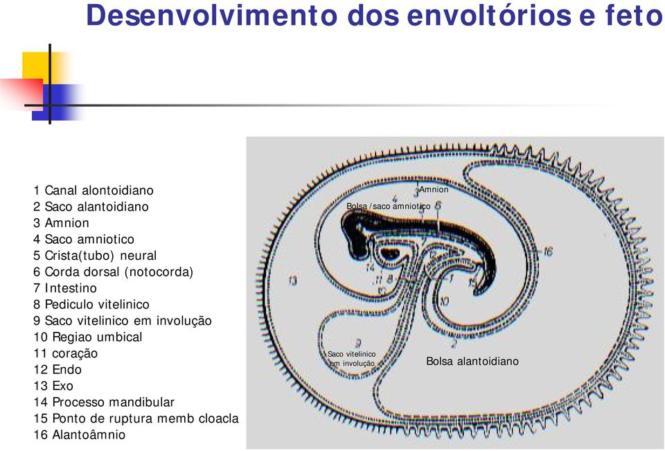 vitelinico em involução 10 Regiao umbical 11 coração 12 Endo 13 Exo 14 Processo mandibular 15 Ponto de