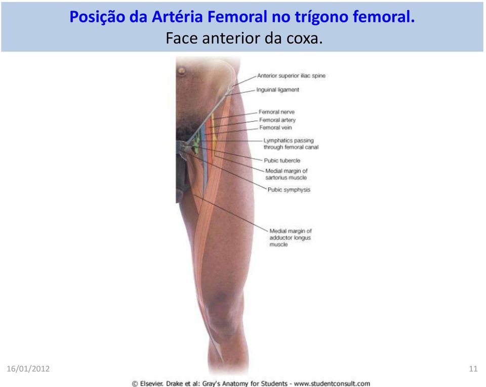 Face anterior da coxa.