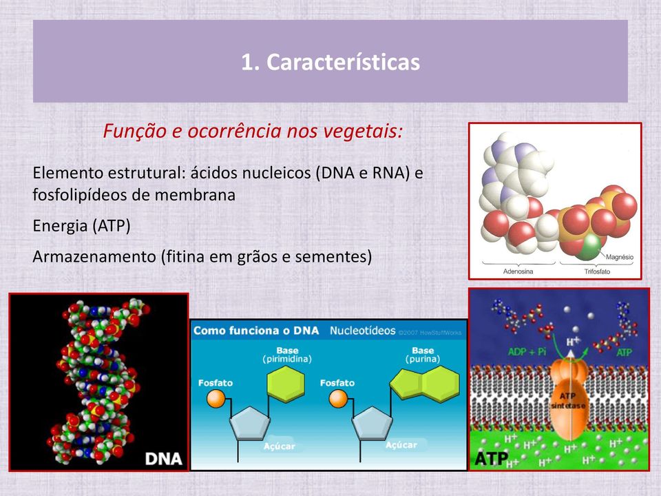 nucleicos (DNA e RNA) e fosfolipídeos de