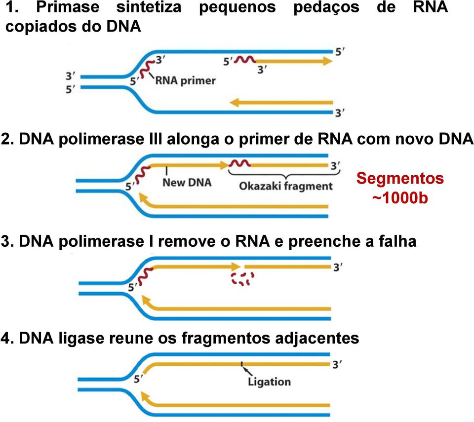 DNA polimerase III alonga o primer de RNA com novo DNA