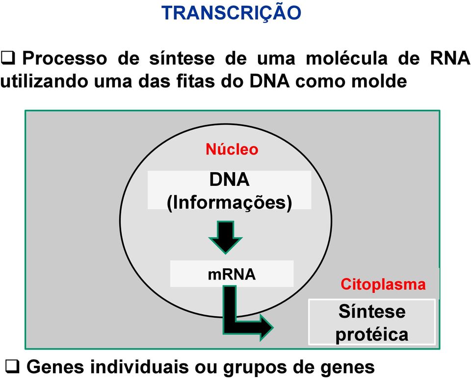molde Núcleo DNA (Informações) mrna Citoplasma