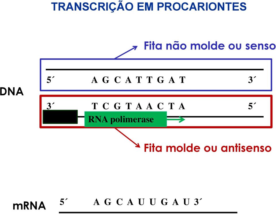 3 T C G T A A C T A 5 RNA polimerase Fita