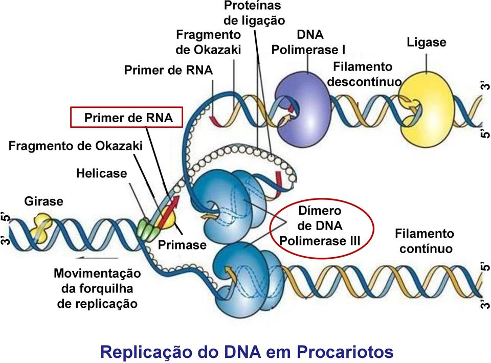Okazaki Helicase Girase Primase Dímero de DNA Polimerase III Filamento