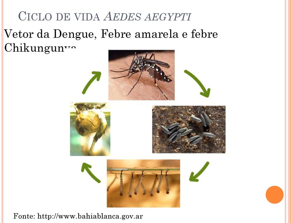 amarela e febre Chikungunya.