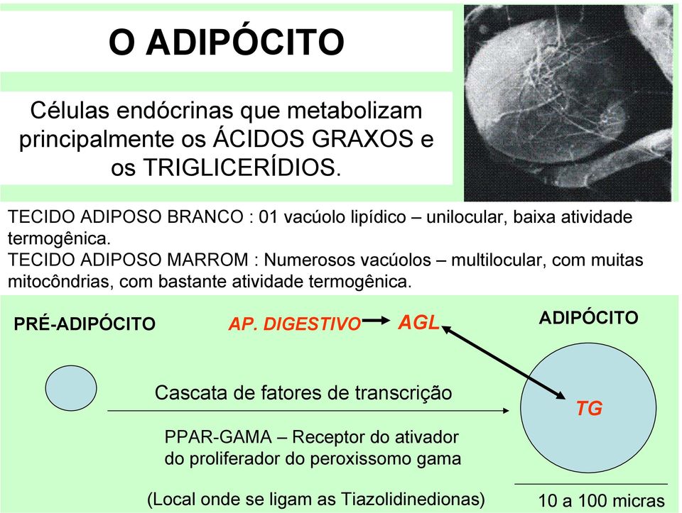 TECIDO ADIPOSO MARROM : Numerosos vacúolos multilocular, com muitas mitocôndrias, com bastante atividade termogênica.