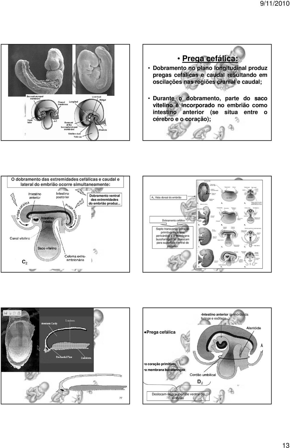 ventral das extremidades do embrião produz.