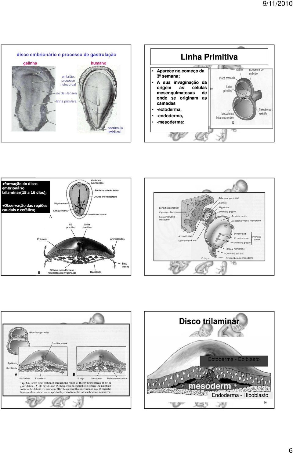 -mesoderma mesoderma;; formação do disco embrionário trilaminar(15 a 16 dias);