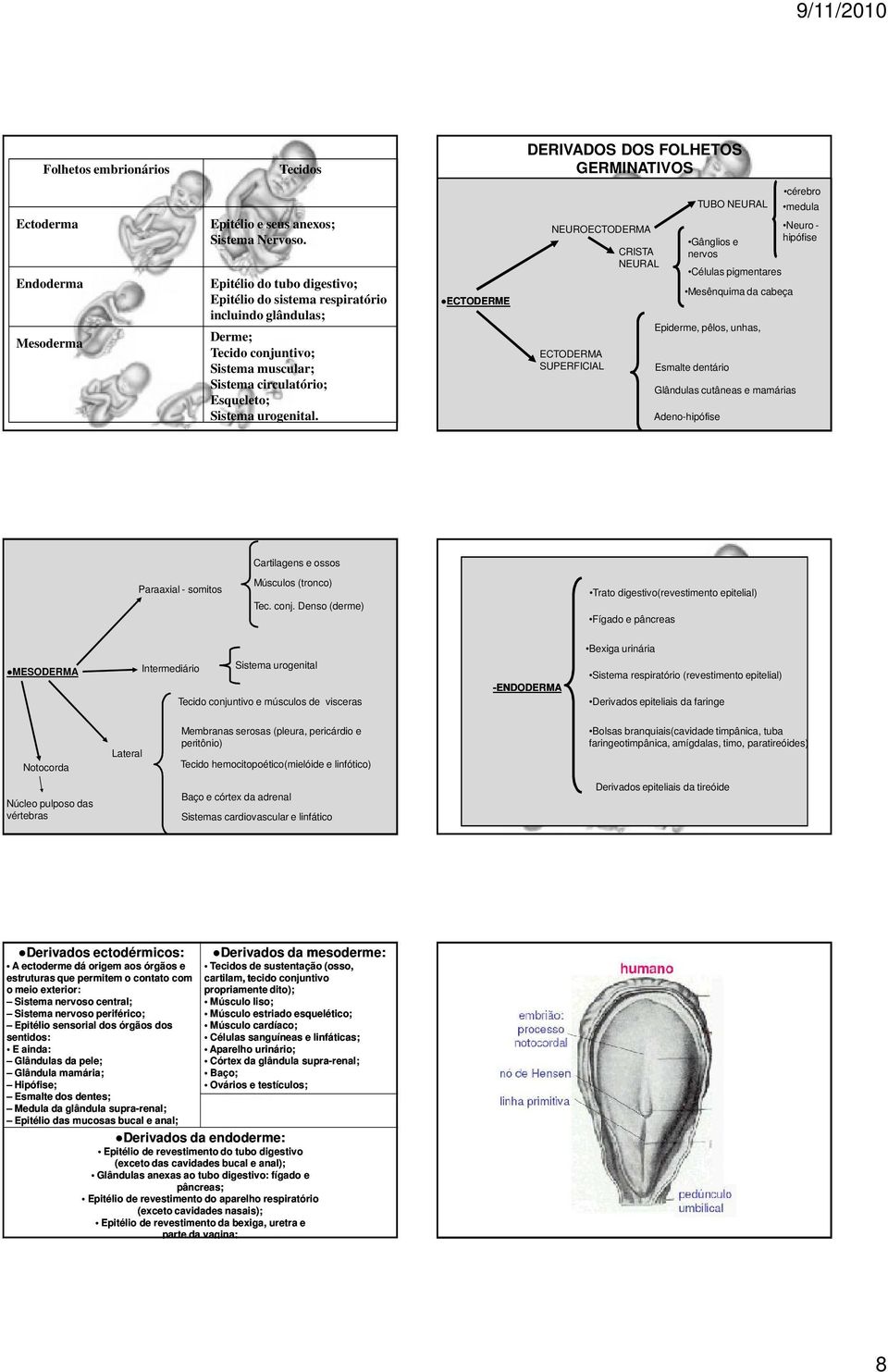 ECTODERME NEUROECTODERMA ECTODERMA SUPERFICIAL CRISTA NEURAL TUBO NEURAL Gânglios e nervos Células pigmentares Mesênquima da cabeça Epiderme, pêlos, unhas, Esmalte dentário Glândulas cutâneas e