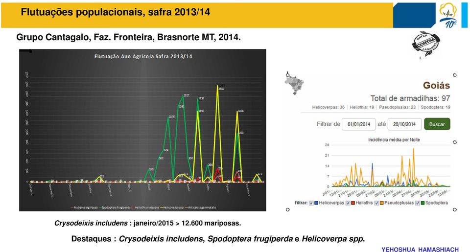 Crysodeixis includens : janeiro/2015 > 12.600 mariposas.