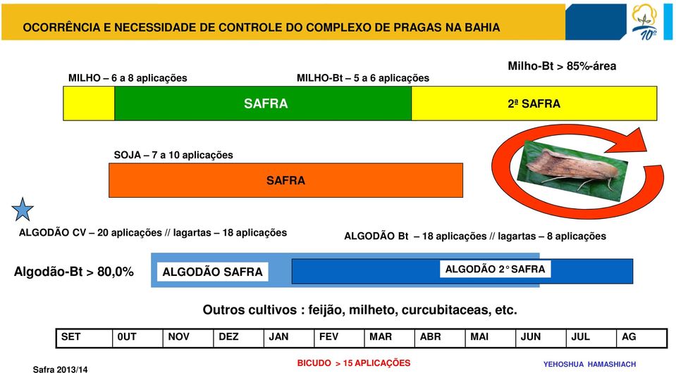 ALGODÃO Bt 18 aplicações // lagartas 8 aplicações Algodão-Bt > 80,0% ALGODÃO SAFRA ALGODÃO 2 SAFRA Outros cultivos :