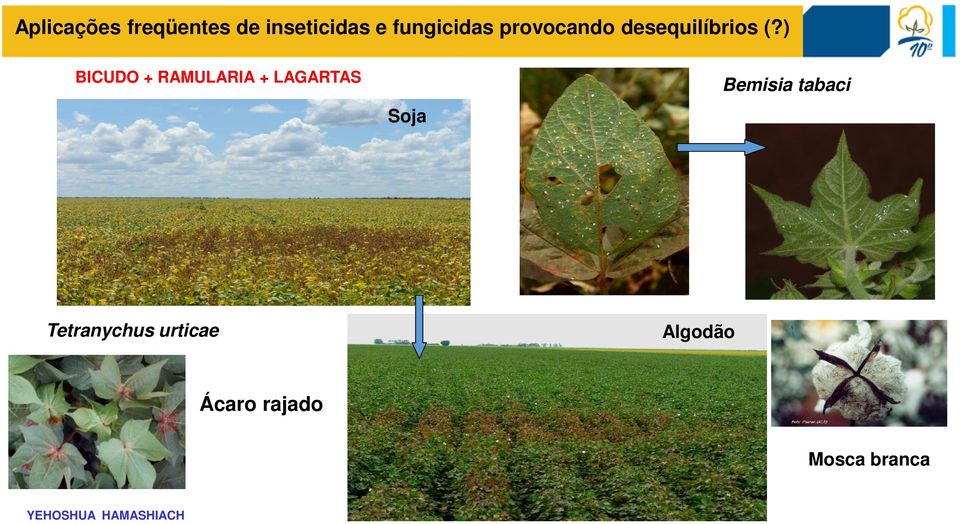 ) BICUDO + RAMULARIA + LAGARTAS Soja Bemisia