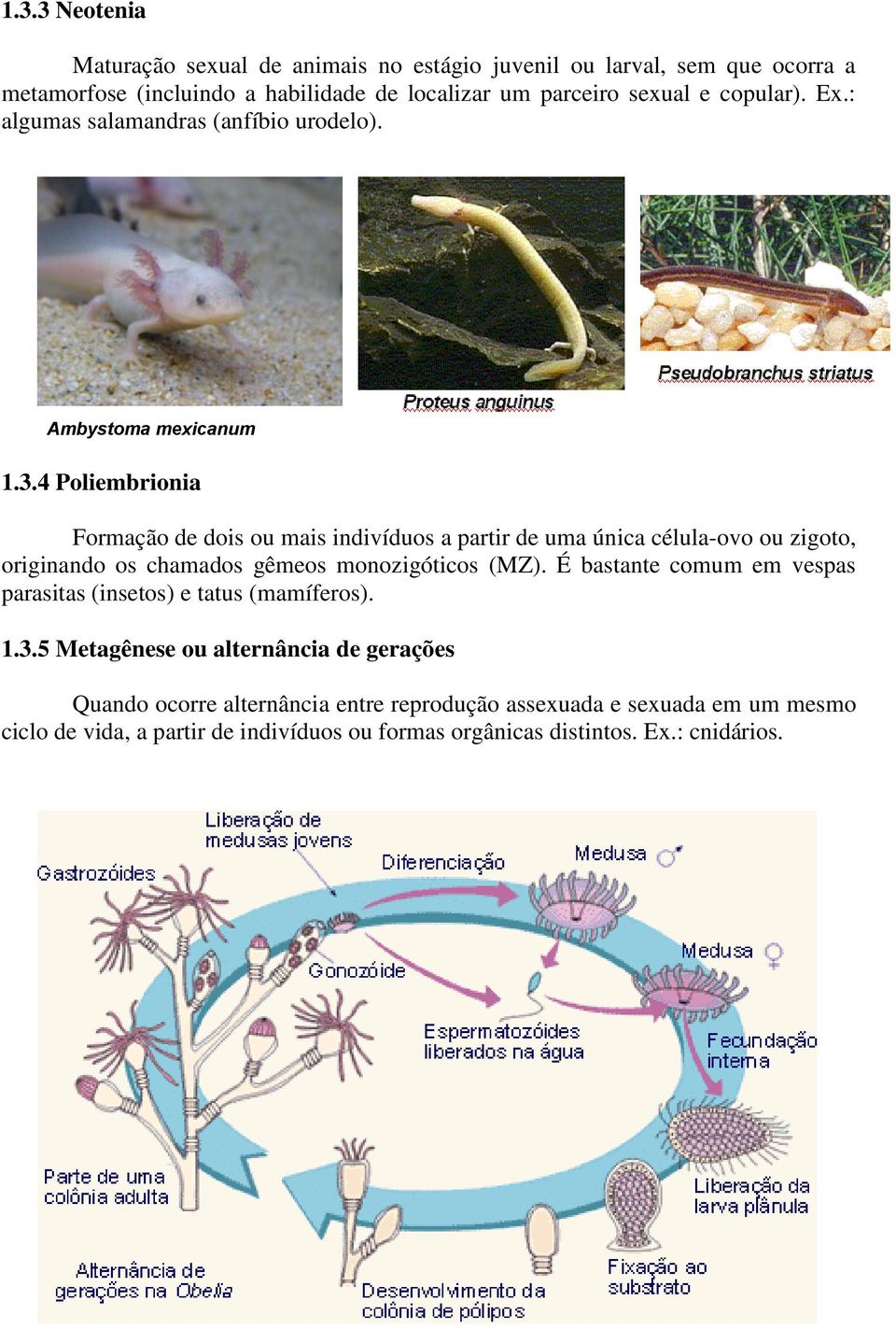 4 Poliembrionia Formação de dois ou mais indivíduos a partir de uma única célula-ovo ou zigoto, originando os chamados gêmeos monozigóticos (MZ).