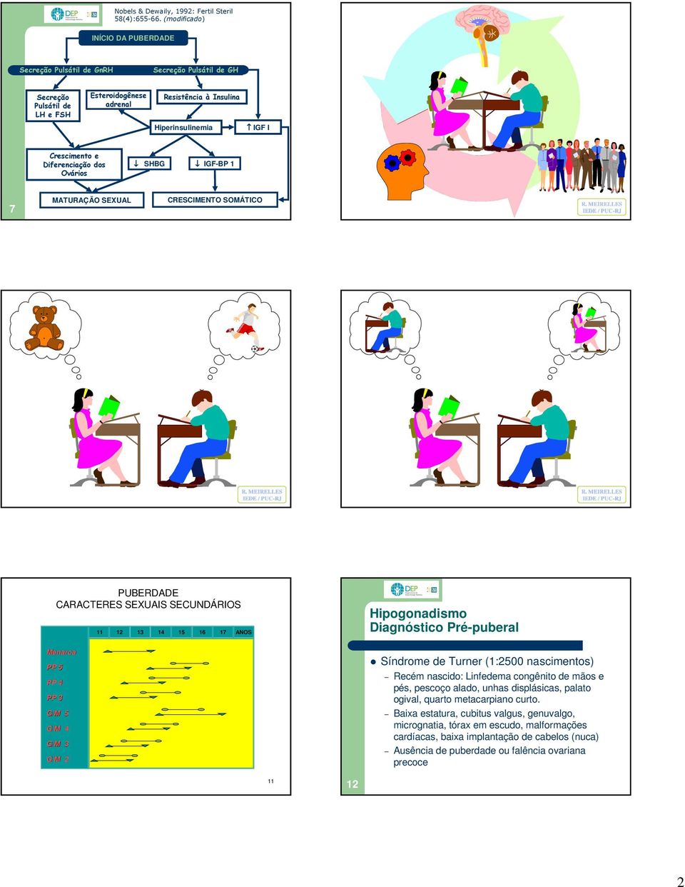 Diferenciação dos Ovários SHBG IGF-BP 1 7 MATURAÇÃO SEXUAL CRESCIMENTO SOMÁTICO R. MEIRELLES 8 IEDE / PUC-RJ R. MEIRELLES 9 IEDE / PUC-RJ R.