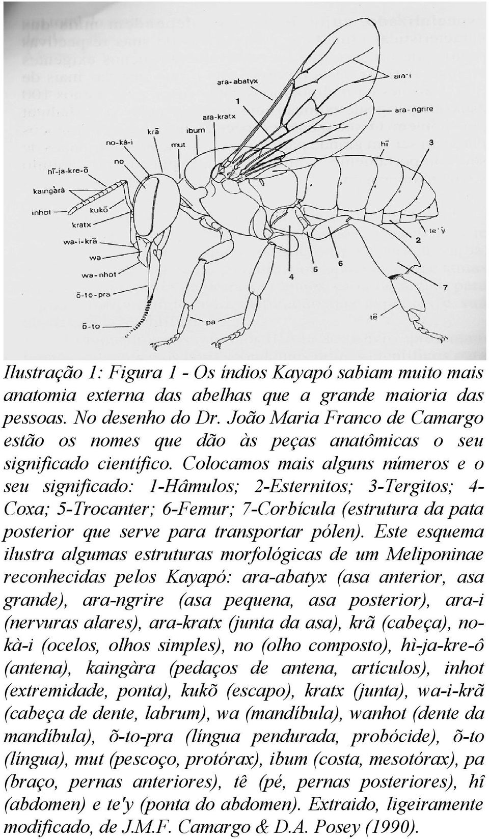 Colocamos mais alguns números e o seu significado: 1-Hâmulos; 2-Esternitos; 3-Tergitos; 4Coxa; 5-Trocanter; 6-Femur; 7-Corbícula (estrutura da pata posterior que serve para transportar pólen).