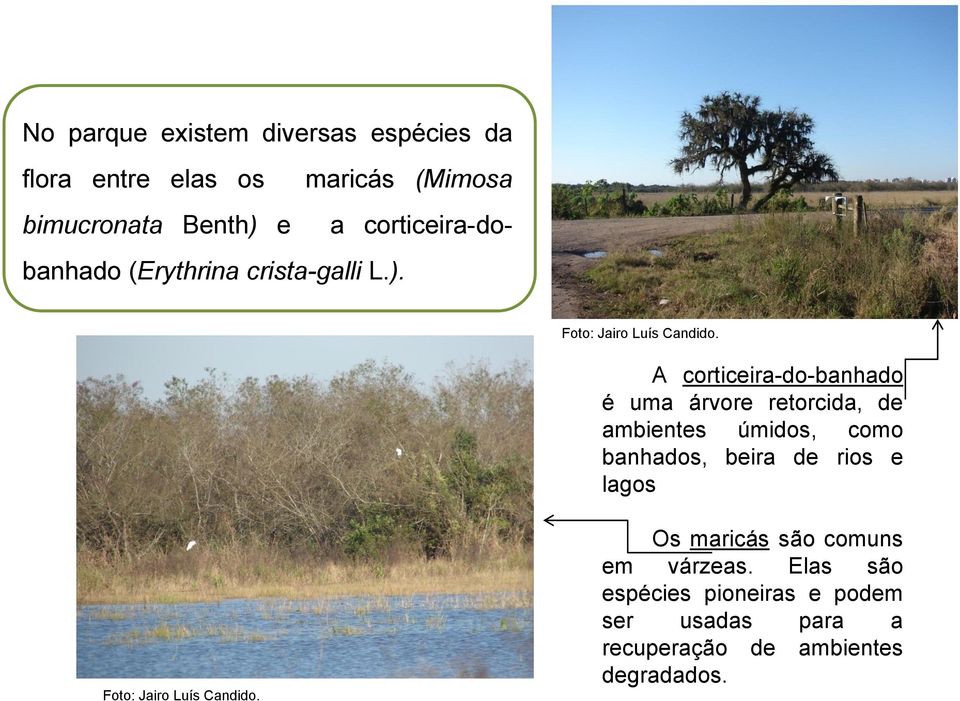 A corticeira-do-banhado é uma árvore retorcida, de ambientes úmidos, como banhados, beira de rios e lagos