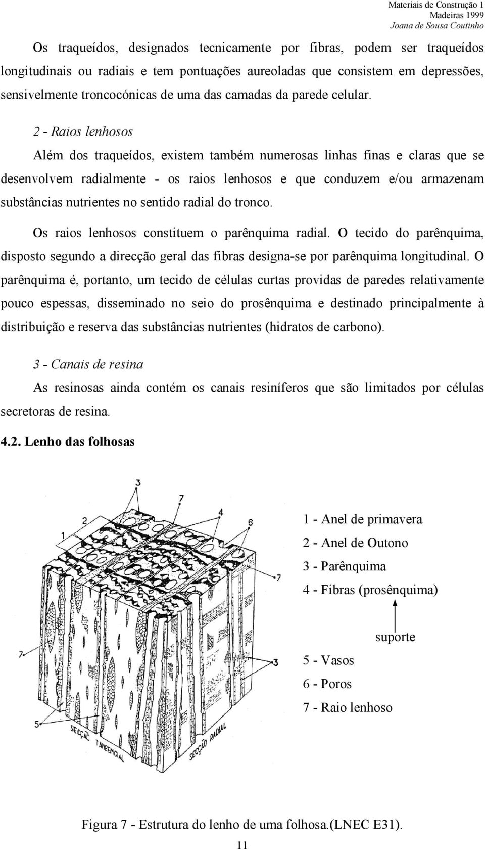 2 - Raios lenhosos Além dos traqueídos, existem também numerosas linhas finas e claras que se desenvolvem radialmente - os raios lenhosos e que conduzem e/ou armazenam substâncias nutrientes no