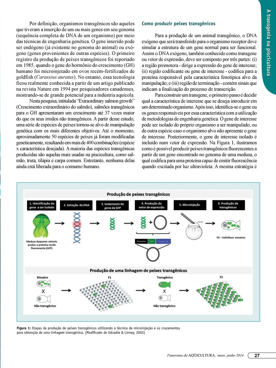 O primeiro registro da produção de peixes transgênicos foi reportado em 1985, quando o gene do hormônio do crescimento (GH) humano foi microinjetado em ovos recém-fertilizados de goldfish (Carassius