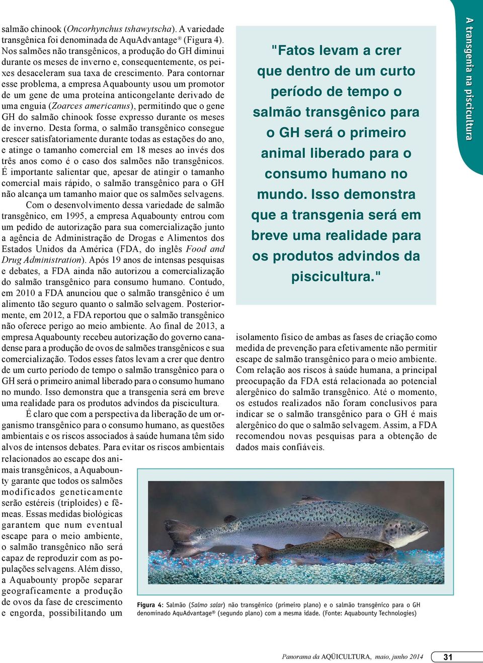 Para contornar esse problema, a empresa Aquabounty usou um promotor de um gene de uma proteína anticongelante derivado de uma enguia (Zoarces americanus), permitindo que o gene GH do salmão chinook