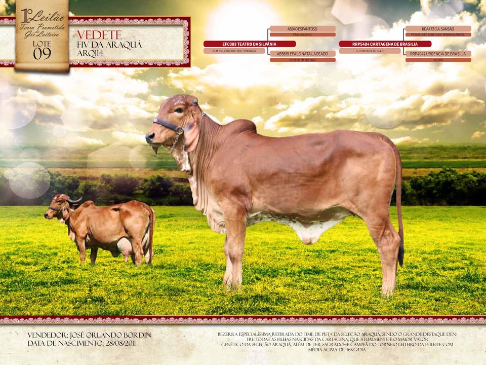 0,93 / embrapa/abcgil RRP5404 CARTAGENA DE BRASILIA 6 10 3X 10374 Kg 344 D RRP4942 URGENCIA DE BRASILIA 4612 Kg Vendedor: JOSÉ ORLANDO BORDIN Data de nascimento: