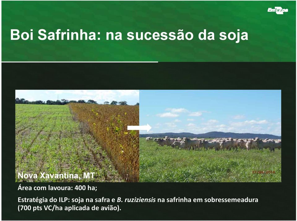 Estratégia do ILP: soja na safra e B.