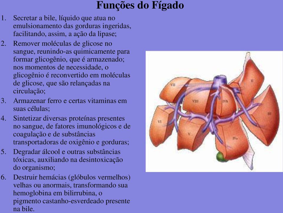 relançadas na circulação; 3. Armazenar ferro e certas vitaminas em suas células; 4.