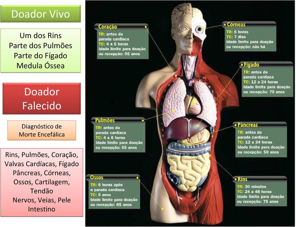 Rins, Pulmões, Coração, Valvas Cardíacas, Fígado Pâncreas,