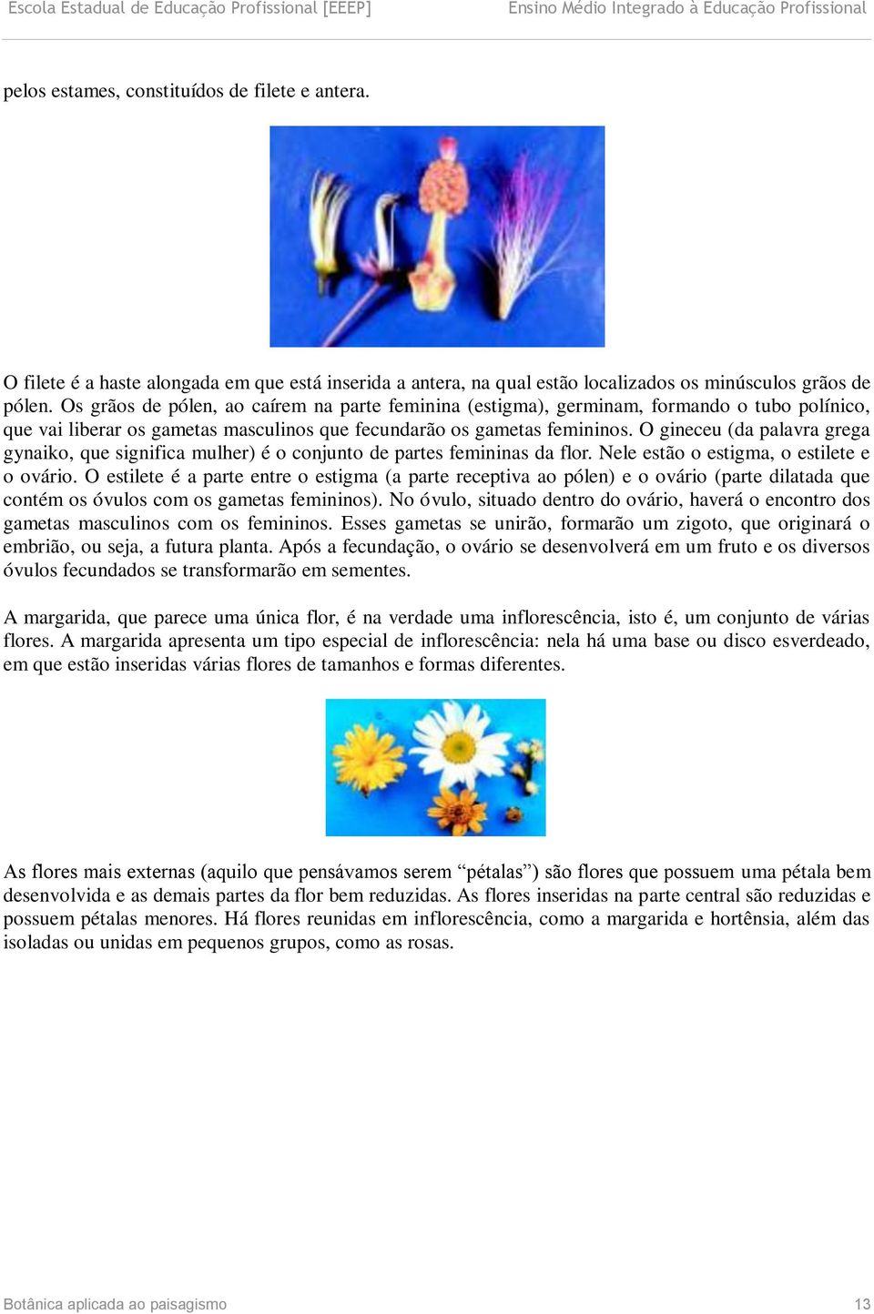 O gineceu (da palavra grega gynaiko, que significa mulher) é o conjunto de partes femininas da flor. Nele estão o estigma, o estilete e o ovário.