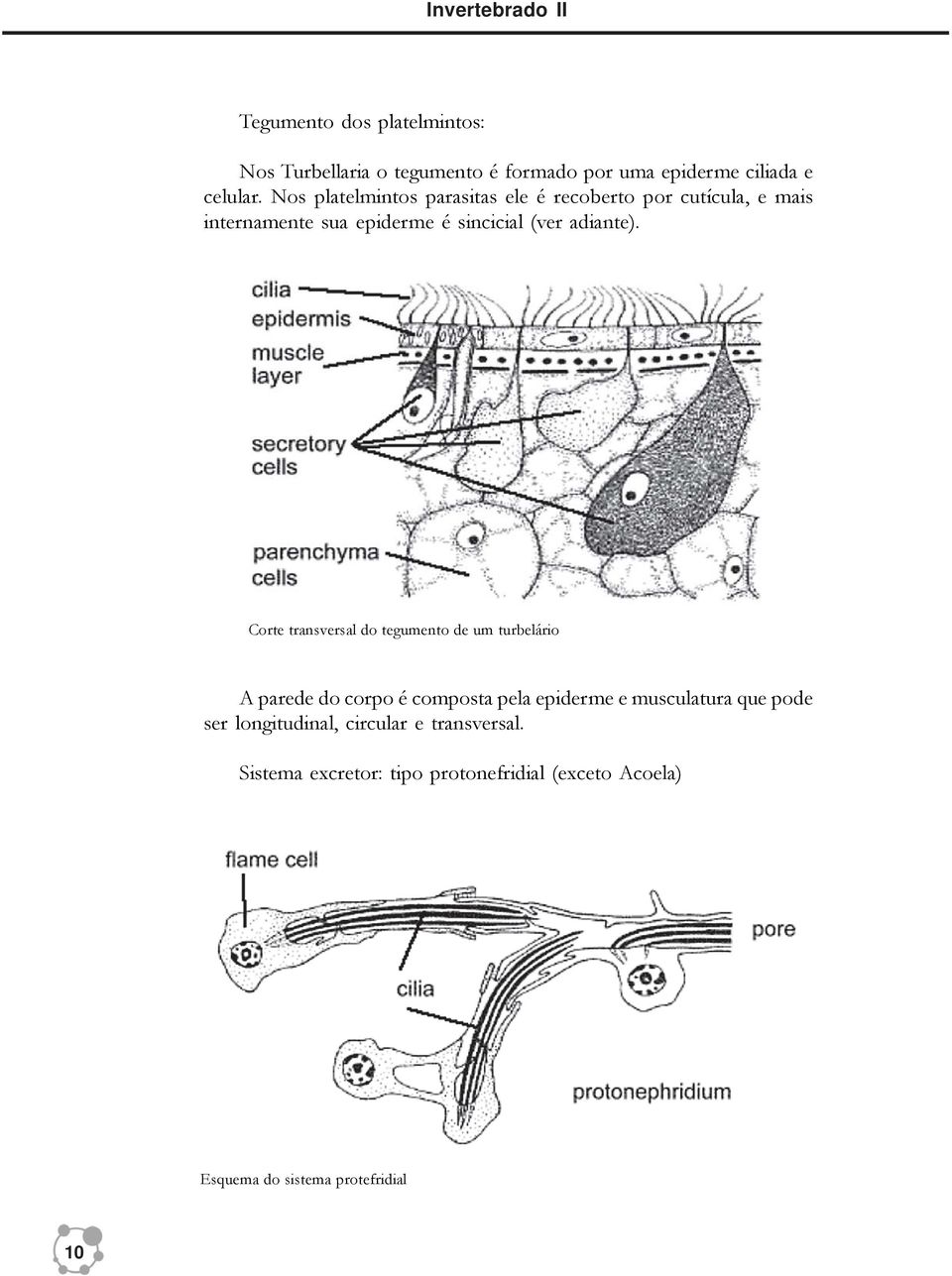 Corte transversal do tegumento de um turbelário A parede do corpo é composta pela epiderme e musculatura que pode ser