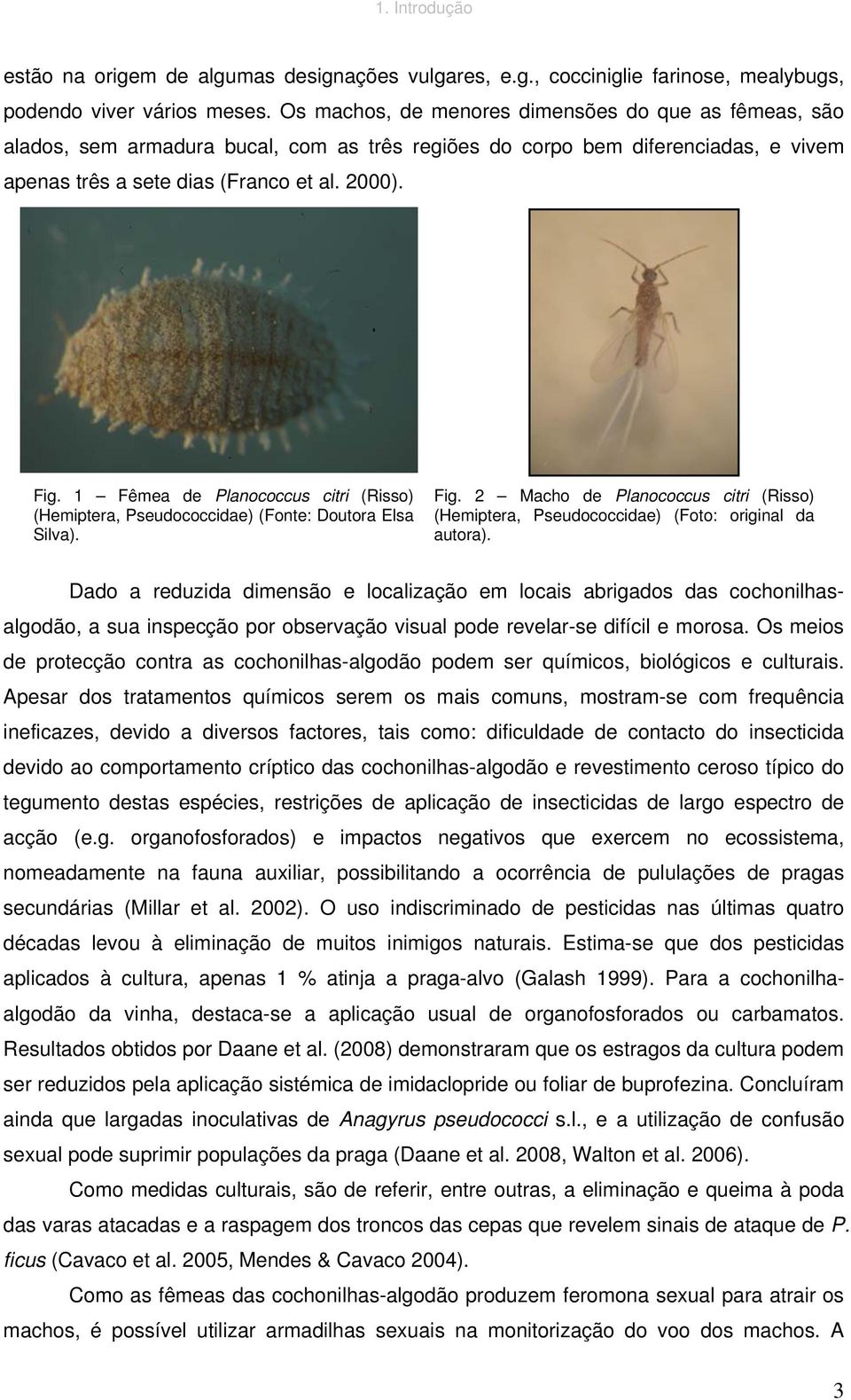 1 Fêmea de Planococcus citri (Risso) (Hemiptera, Pseudococcidae) (Fonte: Doutora Elsa Silva). Fig. 2 Macho de Planococcus citri (Risso) (Hemiptera, Pseudococcidae) (Foto: original da autora).