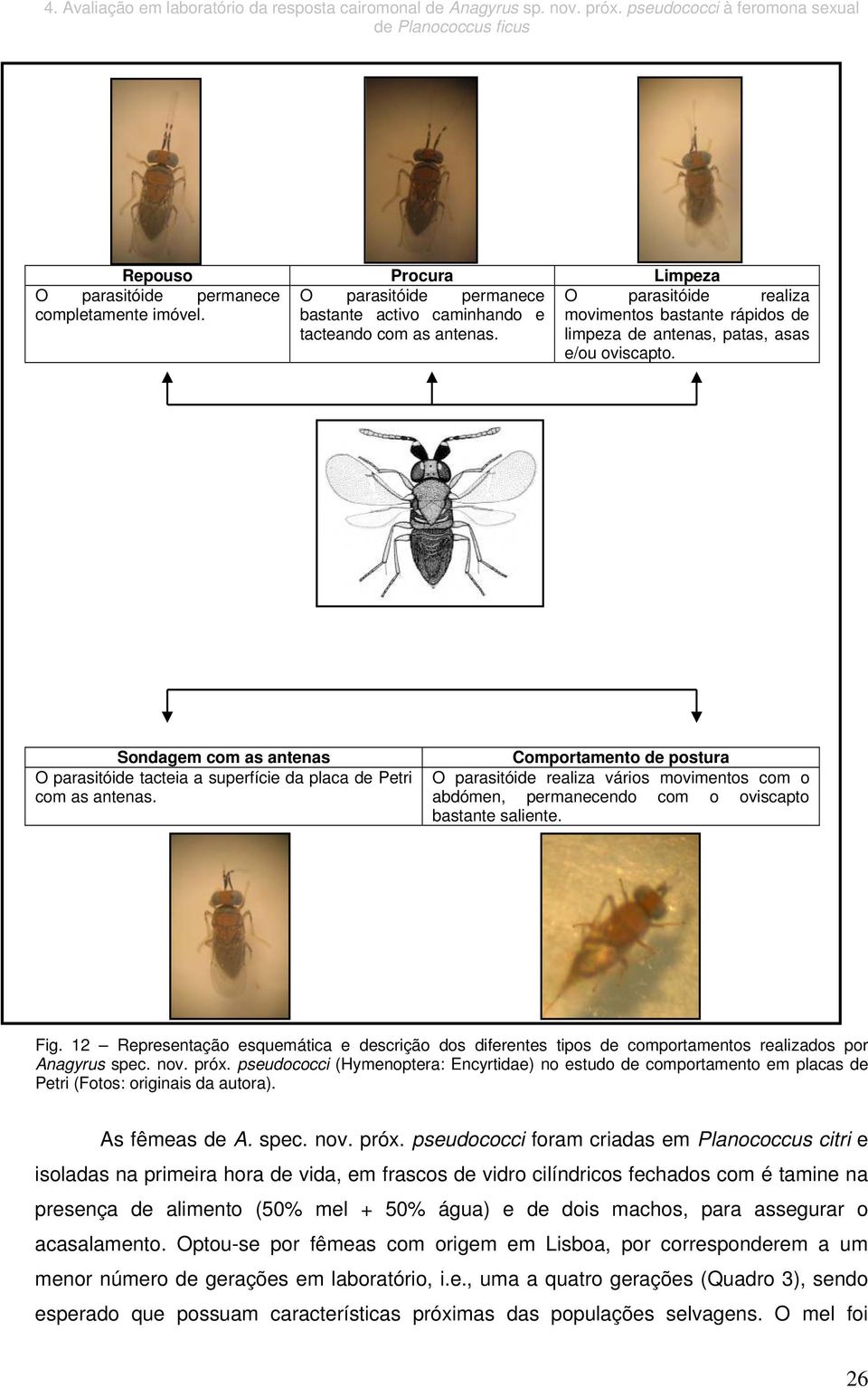 O parasitóide realiza movimentos bastante rápidos de limpeza de antenas, patas, asas e/ou oviscapto. Sondagem com as antenas O parasitóide tacteia a superfície da placa de Petri com as antenas.