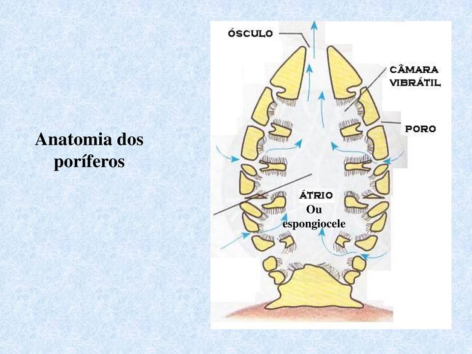 poríferos