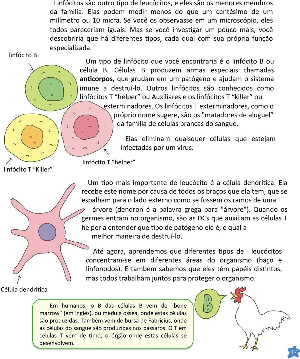 But if you were to investigate a little further, you d find that there are different types, Linfócitos each são with outro its own Fpo specialised de leucócitos, function.