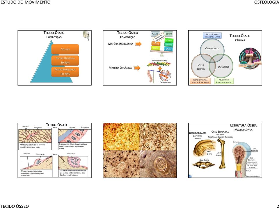 (INTERIOR) (SUPERFÍCIE) TRABÉCULAS ÓSSEAS S MACIÇO MACROSCÓPICA OSTEÓCITO: Célula óssea final que mantém a matriz do osso. OSTEOBLASTO: Célula óssea inicial que secreta componente orgânicos da matriz.