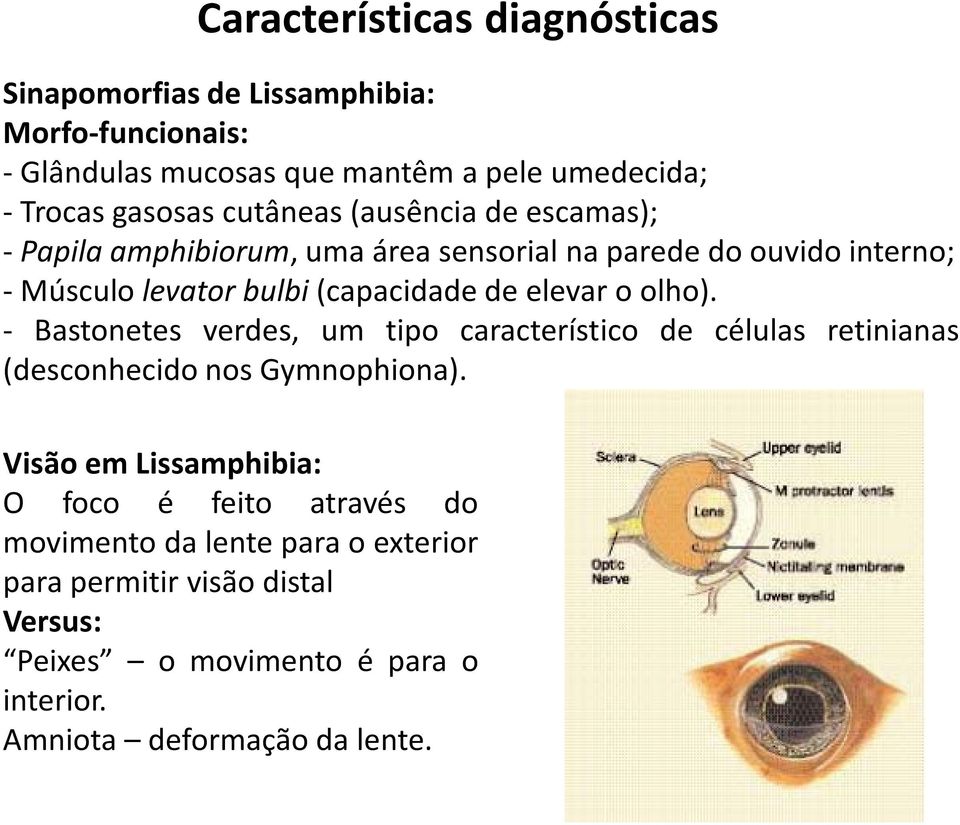 elevar o olho). - Bastonetes verdes, um tipo característico de células retinianas (desconhecido nos Gymnophiona).